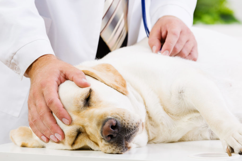 Воспаление легких у собаки. симптомы и лечение пневмонии в нижнем новгороде