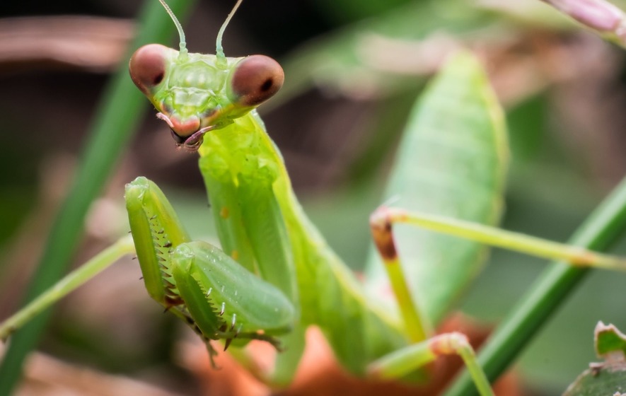 Топ-10 интересных фактов о насекомом богомоле