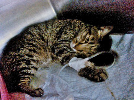 Кошки, нематодозы у кошек, симптомы заболевания и методы лечения