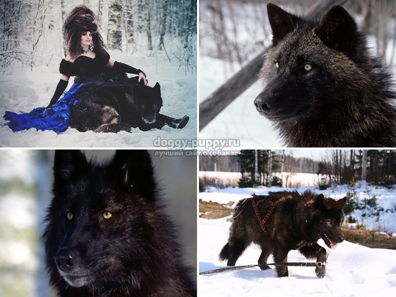 Волкособ: описание породы, характеристики гибрида собаки и волка, воспитание волкособа