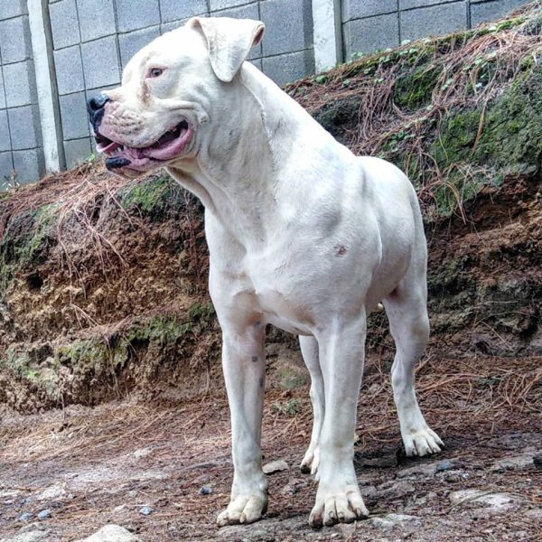 Большая собака для всей семьи – испанский мастиф
