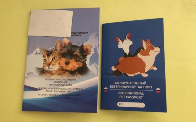 Ветеринарный паспорт для кошки: зачем нужен, особенности получения