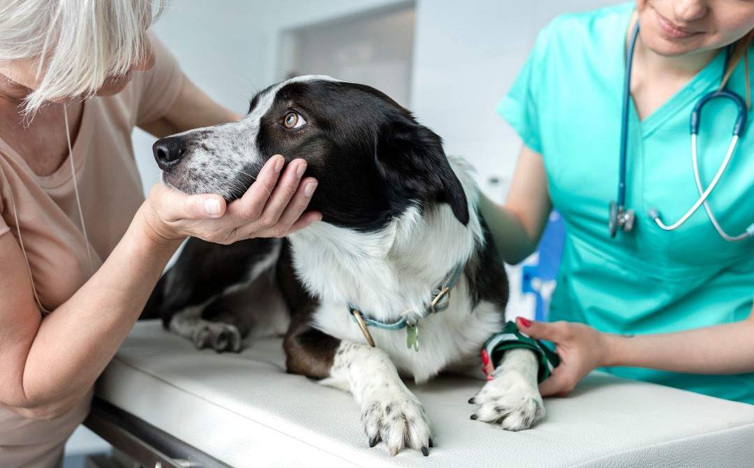 Болезни кошек и собак инфекционные и незаразные - лечение в спб