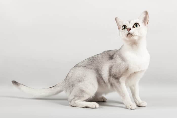 Бурмилла: фото с описанием породы кошек от а до я. интересные факты и особенности породы