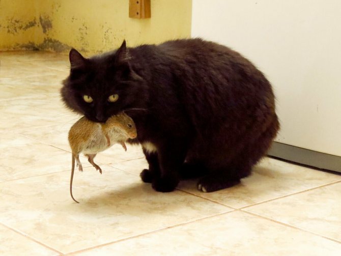 Какая порода кошек лучше всех ловит крыс: охотники-коты для ловли мышей