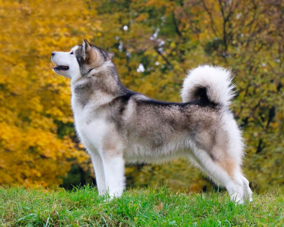 Лайка – собака, порода или термин, виды лаек, окрасы, воспитание