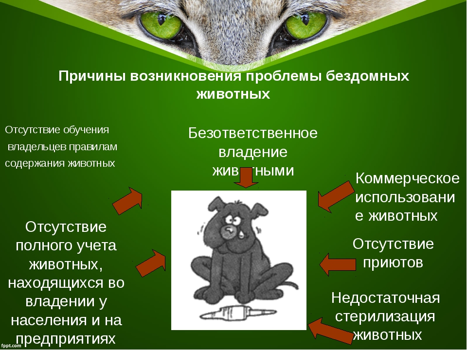 Проект на тему приют для бездомных животных