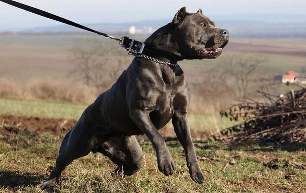 Топ-10 лучших бойцовских собак: описание пород с интересными фото