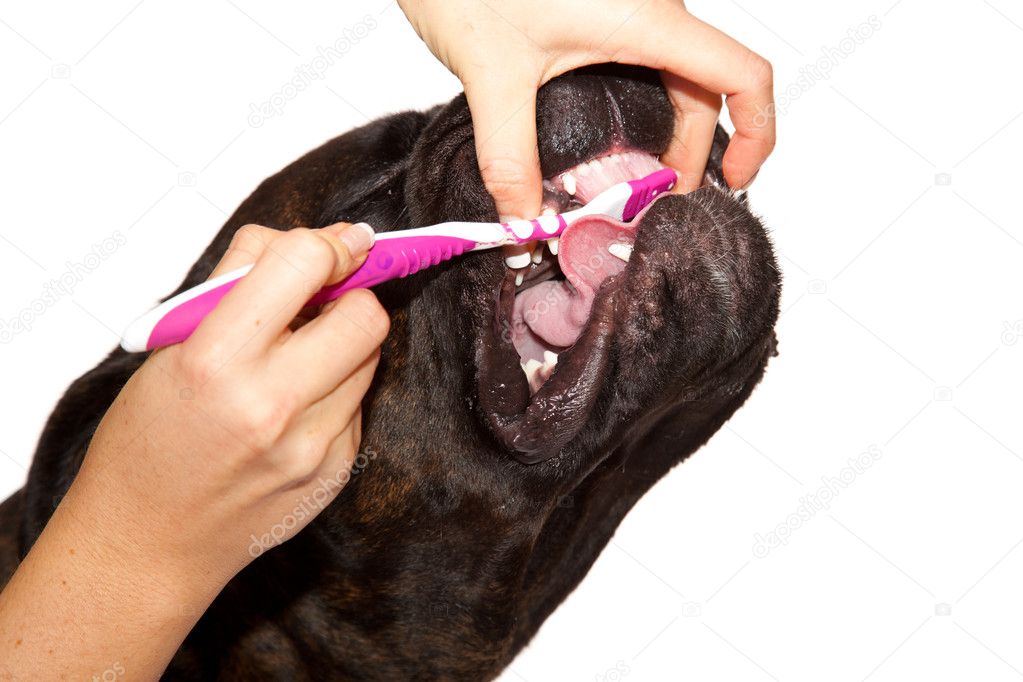 Чем чистить уши собаке домашними средствами
