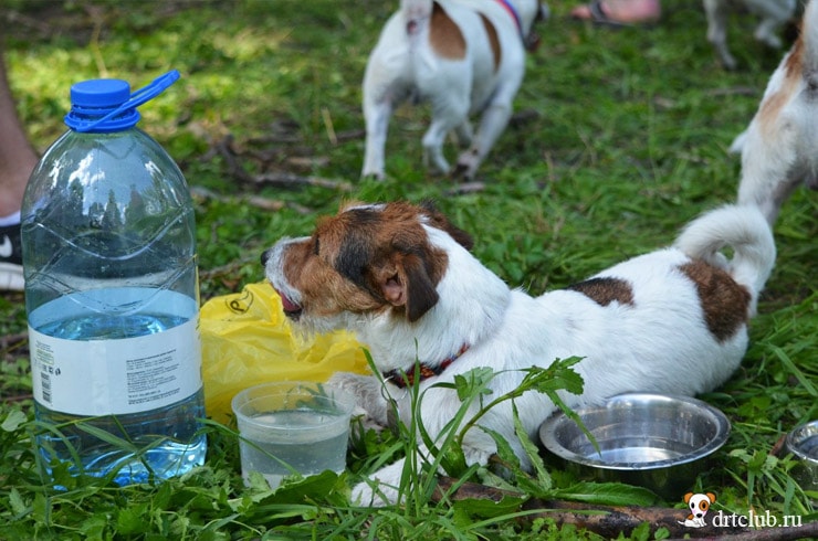 Почему собака стала часто и много пить воду?
