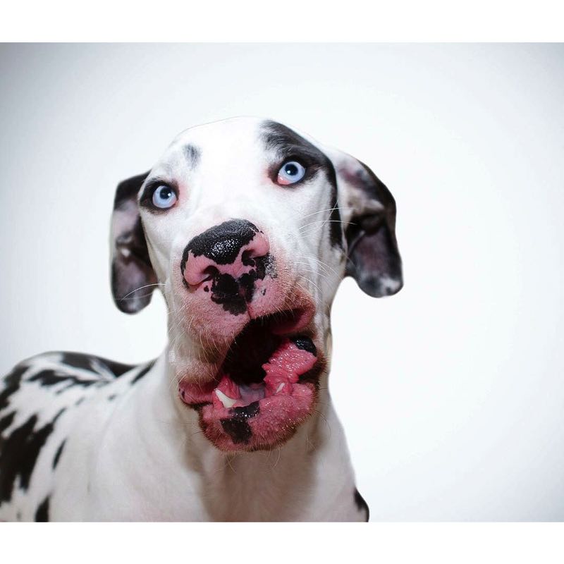 Самые глупые породы собак топ 10 видео — сайт эксперта по животным — howmeow
