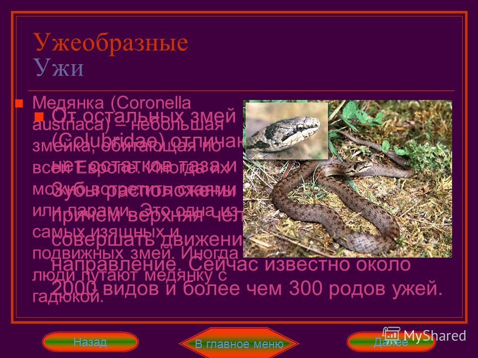 Змея медянка обыкновенная, внешний вид, описание, размножение