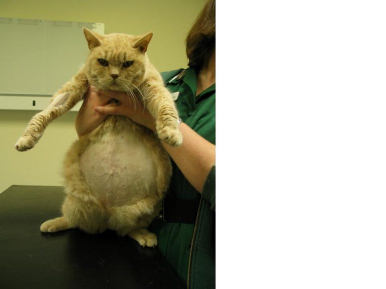 Асцит у кошек: причины, симптоматика, диагностика меры, лечение и профилактика | блог ветклиники "беланта"
