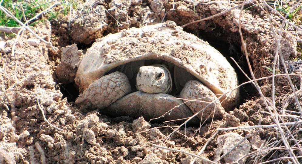 Ложатся ли красноухие черепахи в спячку. зимняя спячка красноухих черепашек. спячка черепахи в зимнее время