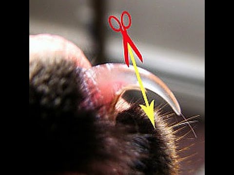 Почему у котенка или взрослой кошки ломаются и выпадают усы, что делать: причины явления