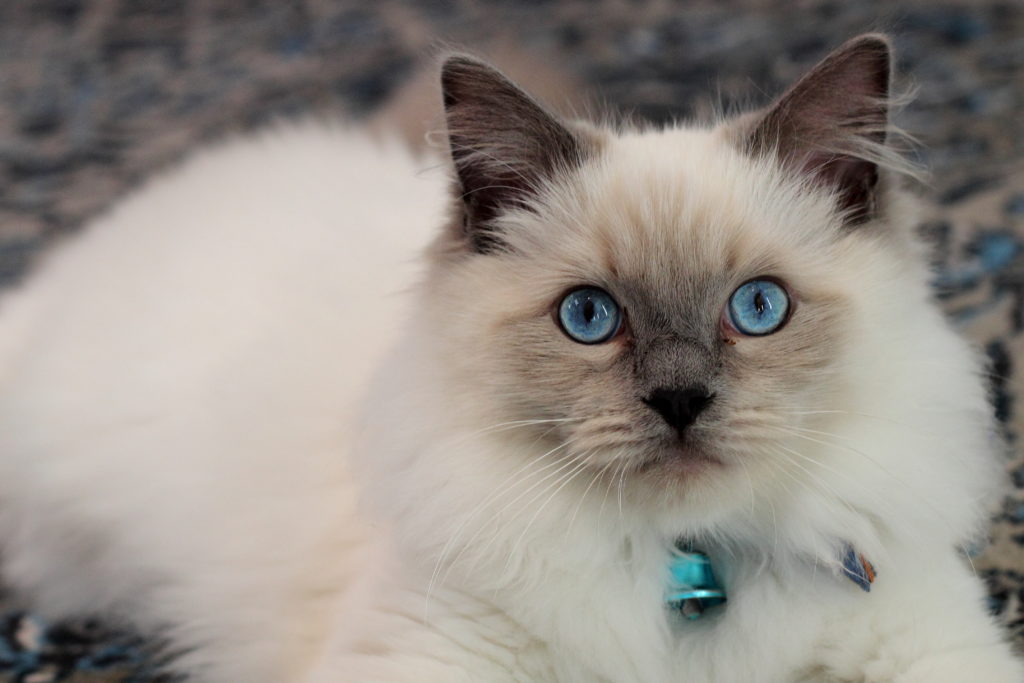 Рэгдолл кошка: описание породы