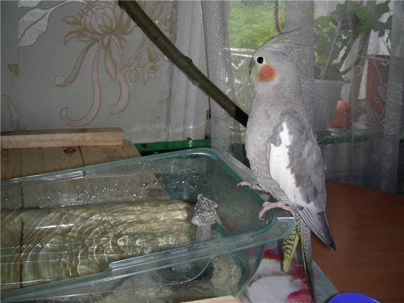 Попугай корелла: описание, особенности, виды, уход и содержание