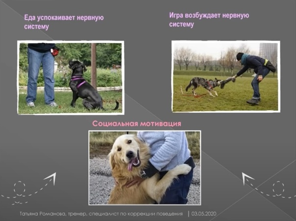 ᐉ как дрессировать собаку - ➡ motildazoo.ru
