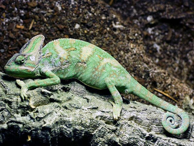 Хамелеон шлемоносный (вуалевый) = chameleo calyptratus хамелеон chamaeleonidae gray, 1825 = хамелеоны