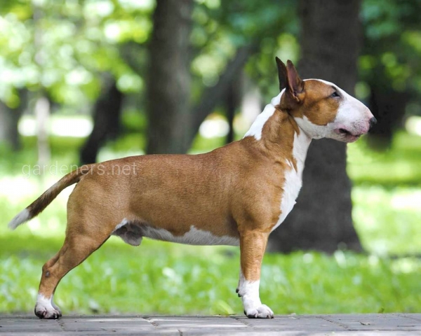 Бультерьер: описание пород, характер собаки и щенка, фото, цена