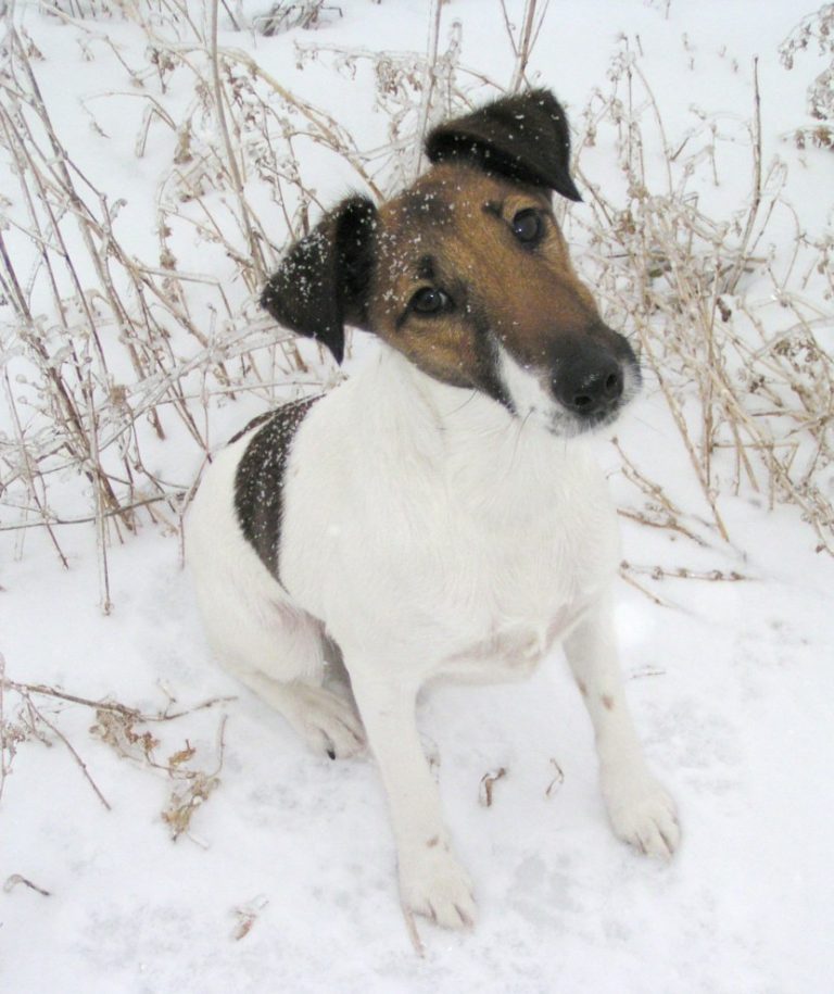 Собаки-крысоловы — породы псов для охоты на грызунов с фото и описанием