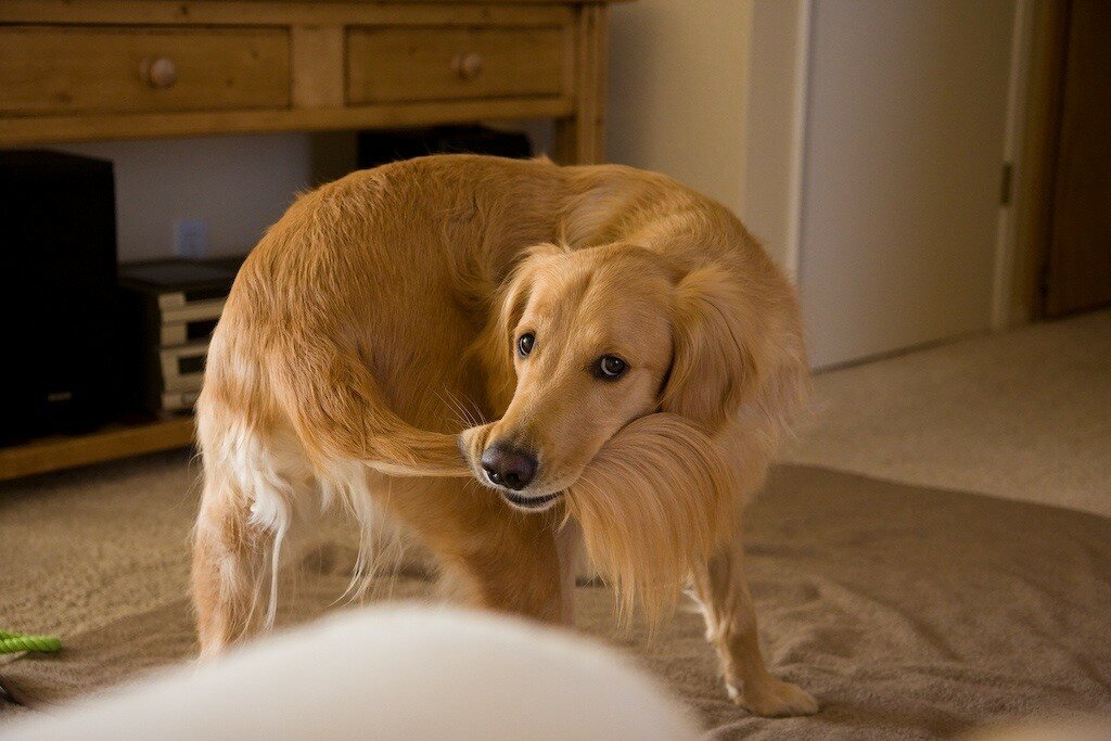 Почему собака чешет морду и уши – ищем причины
почему собака чешет морду и уши – ищем причины