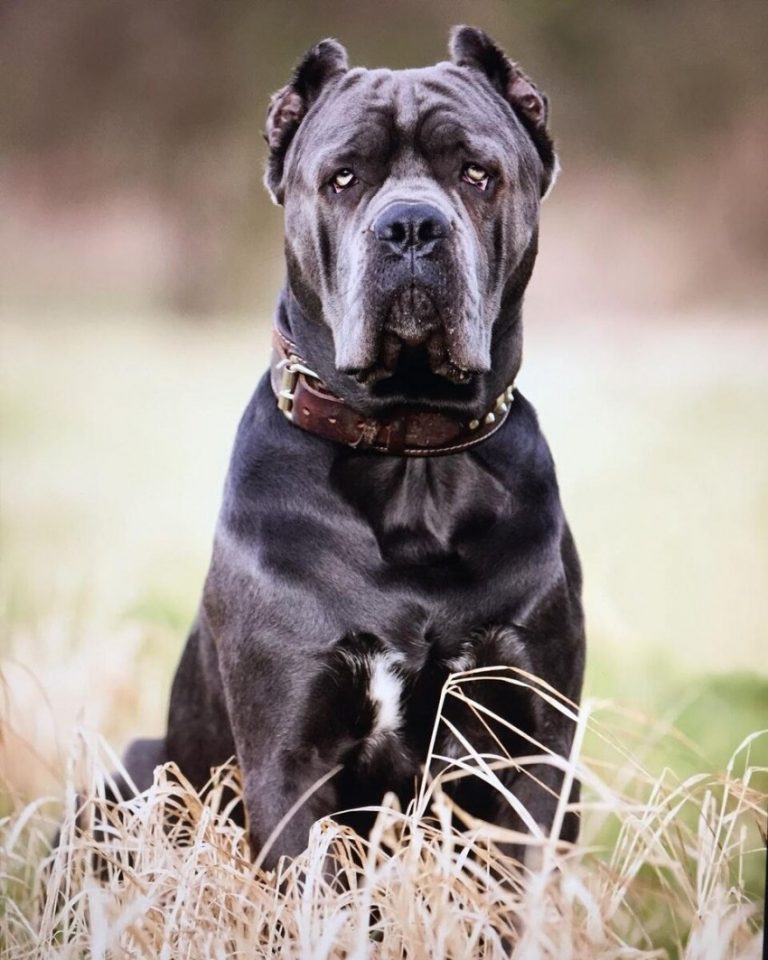 Кане-корсо собака фото, описание породы характеристика, цена щенка, отзывы