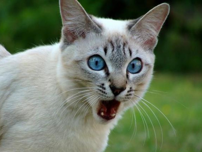 Охос азулес, или голубоглазка (ojos azules cat)