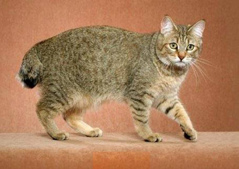 Шесть пород кошек с коротким хвостом
