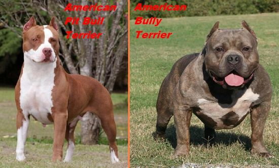 Какие есть отличия между стаффордом и питбультерьером: фото собак, разница в характере и особенности содержания