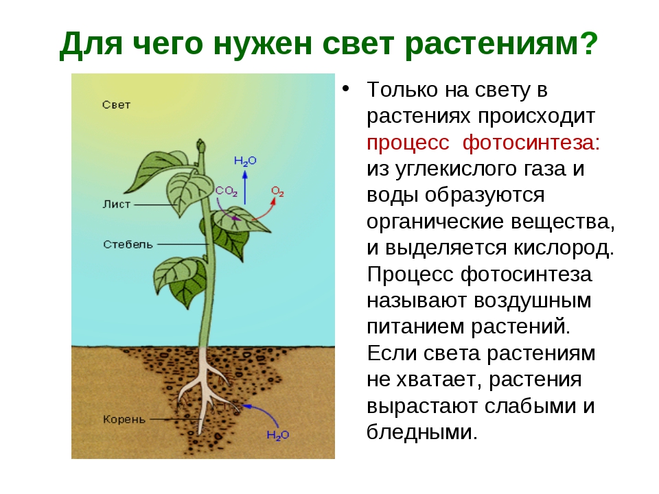 Фотосинтез.воздушное питание растений.