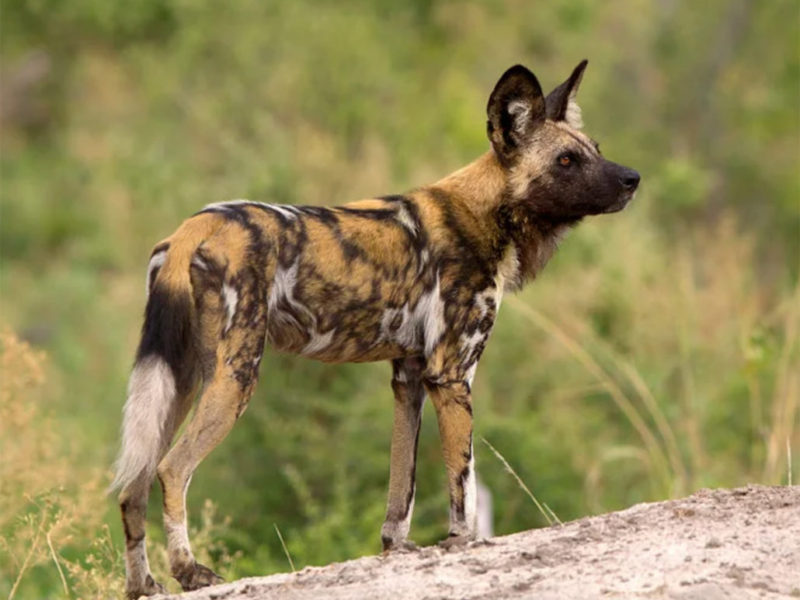 Древняя самобытная порода – родезийский риджбек (африканская львиная собака)