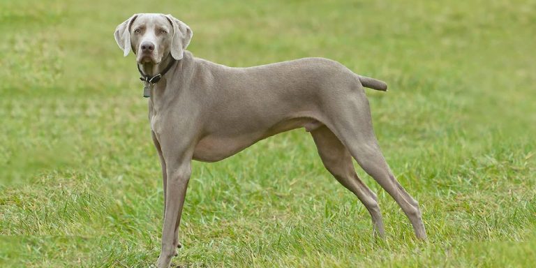 Веймаранер: фото и видео собаки, стандарт породы, веймаранер на охоте, длинношерстный и голубой веймаранеры
