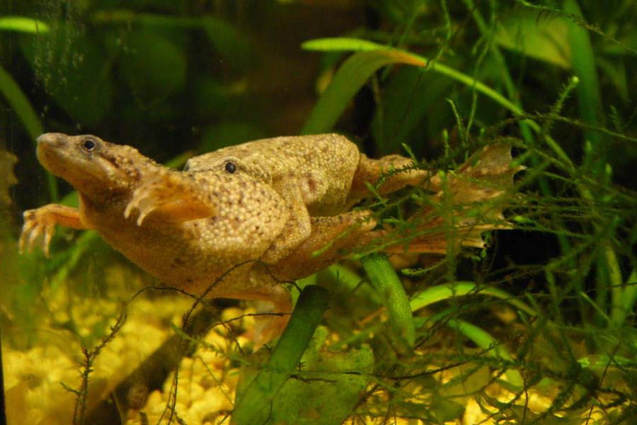 Содержание и уход за аквариумными лягушками