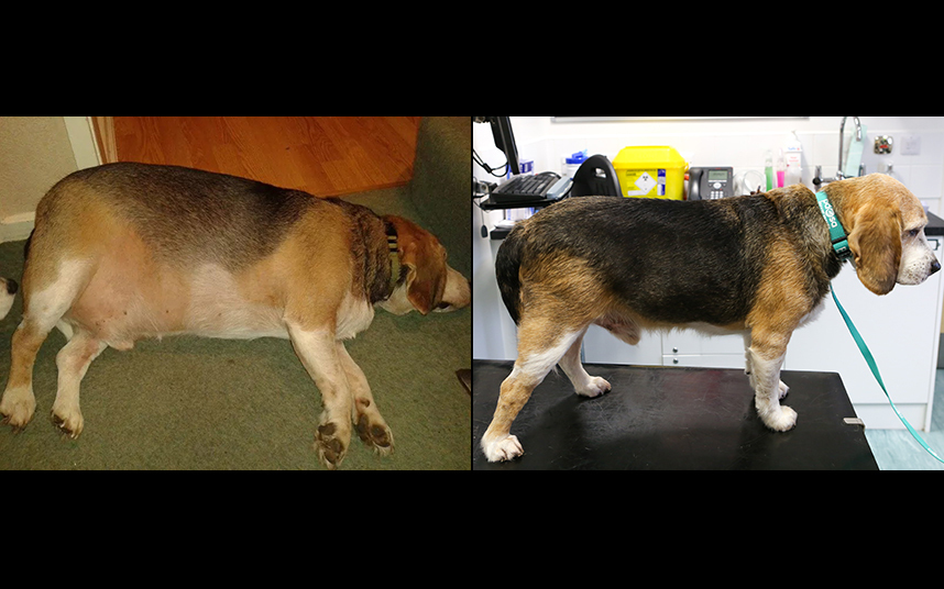 Диета для собаки при ожирении: схема питания при натуральном и промышленном кормлении