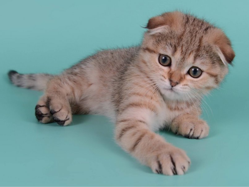 Шотландская вислоухая кошка: описание породы, характер, содержание и уход за скоттиш-фолдом, цена котенка, фото + отзывы