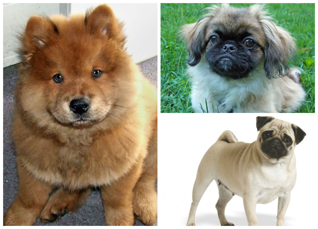 Маленькие собаки для квартиры породы: какую небольшую домашнюю лучше завести - неприхотливую, гладко- и короткошерстную, спокойную