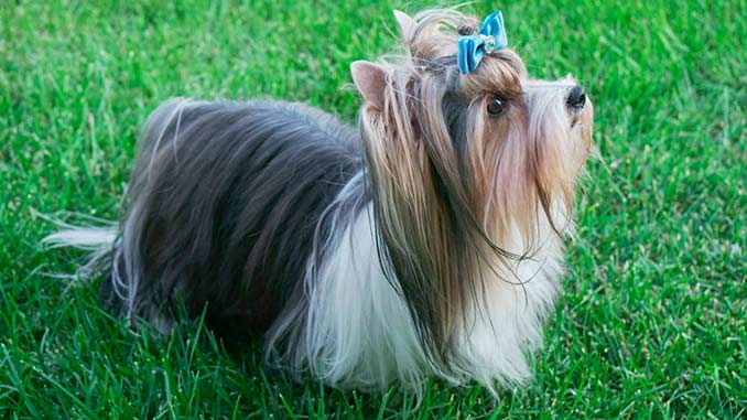 Бивер йоркширский терьер – маленькая собака с большим сердцем: описание породы