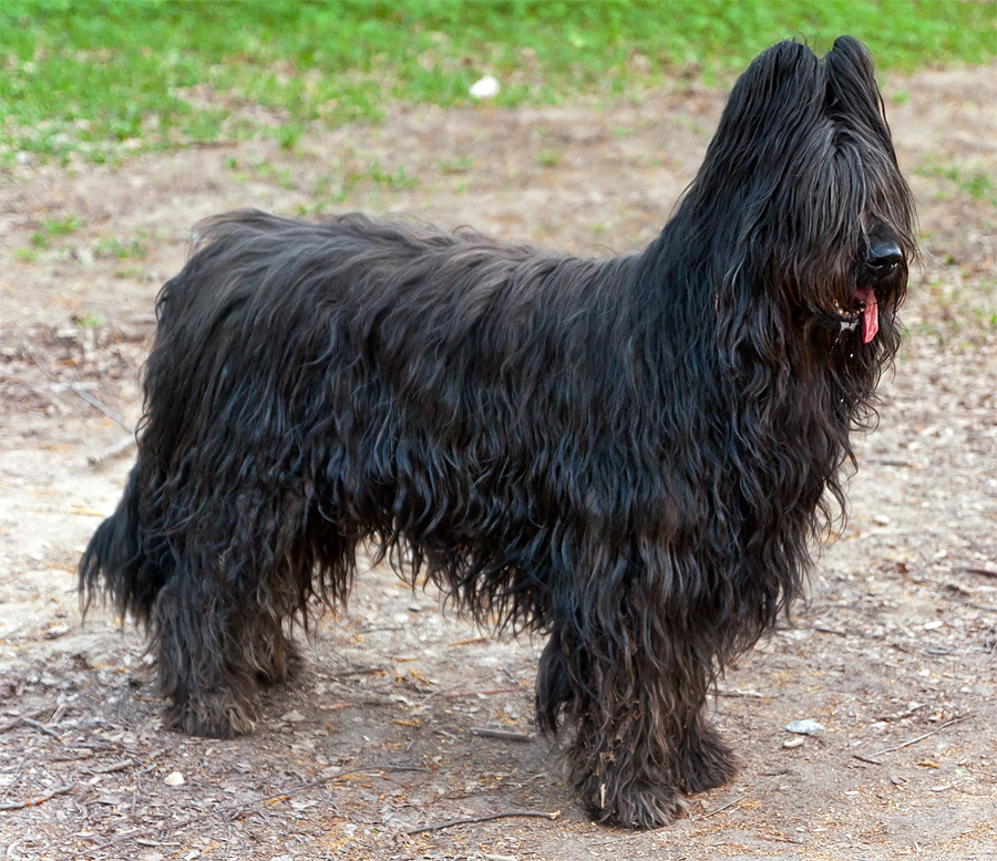 Собака босерон (французская овчарка): фото и описание породы, все об уходе