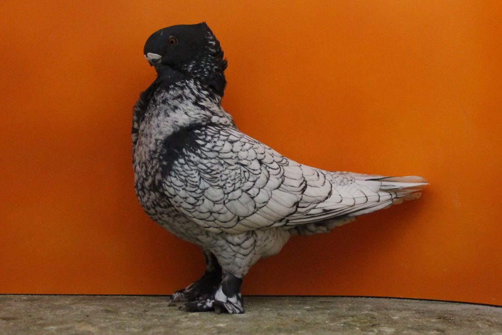 20+ необычных видов голубей, о существовании которых вы не подозревали :: инфониак