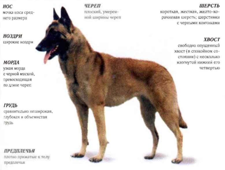 Бельгийская овчарка: описание и характеристика породы, фото, все о собаке, вес, уход, история