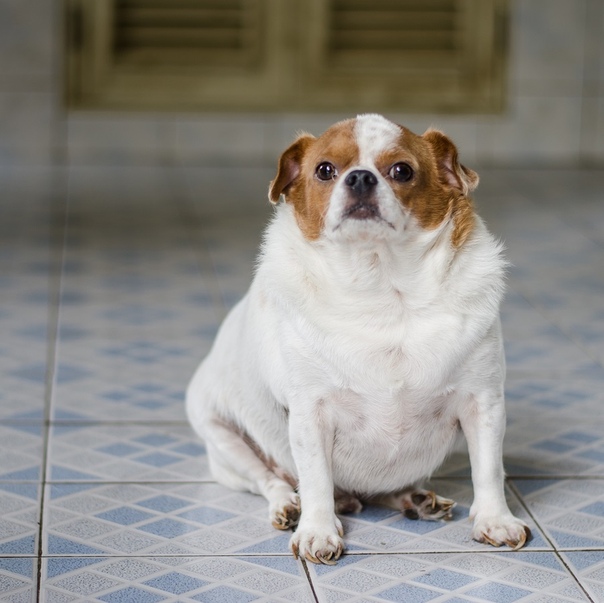 Ожирение у собак - причины, последствия, правила диеты