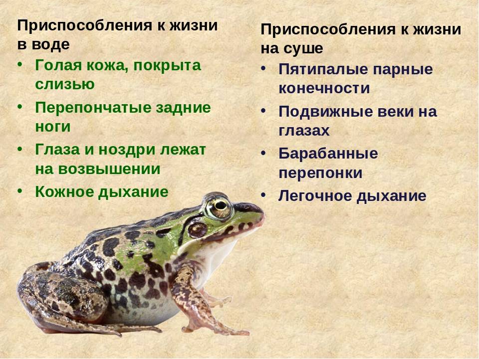 Жабы: фото, описание. отличие жабы от лягушки.