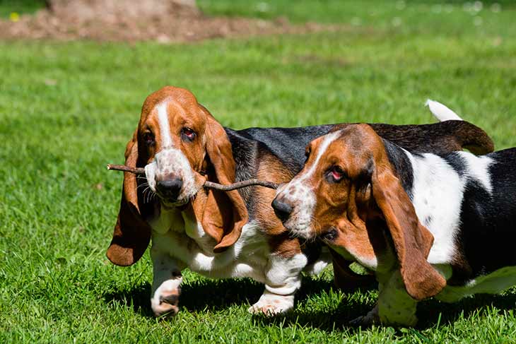 Бассет-хаунд - порода собак - информация и особенностях | хиллс
