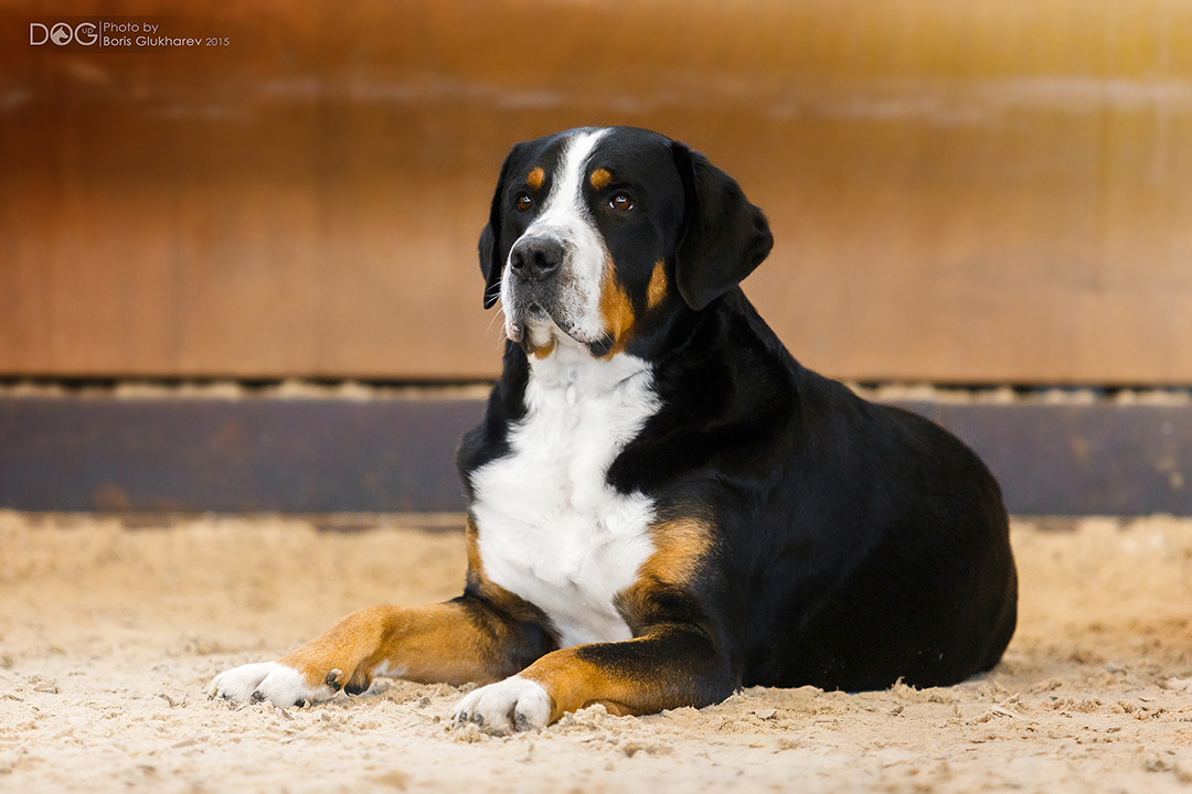Большой швейцарский зенненхунд: подробное описание собаки. 110 фото и видео советы владельцев