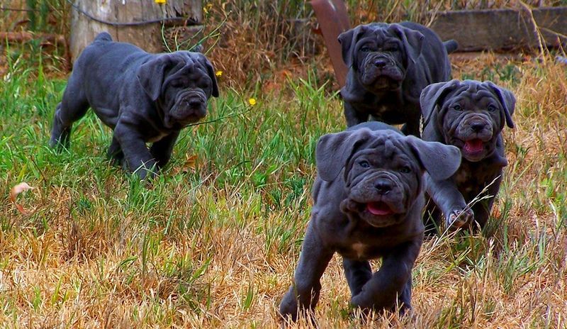 Кане-корсо: описание собаки,  характеристика и характер свойственные породе (110 фото и видео)