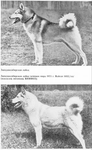 Восточносибирская лайка - 110 красивых фото внешнего вида и описание