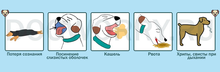 Почему собака часто дышит