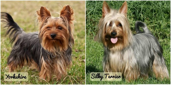 Особенности йоркширского терьера типа беби фейс: описание, характер, уход и питание + фото взрослых собак и щенков
