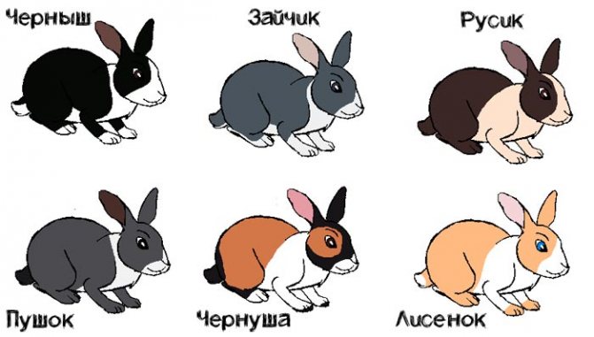 Имена для кроликов мальчиков | «твой кролик»